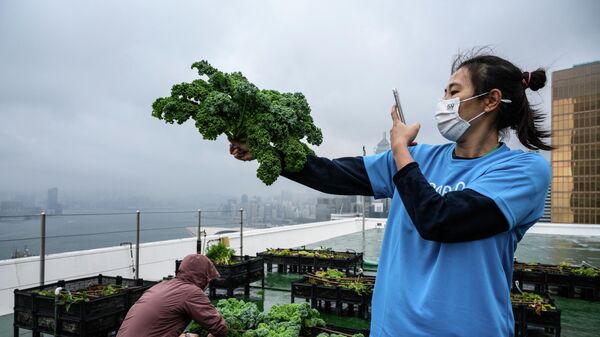Девушка фотографирует урожай брокколи в Гонконге 