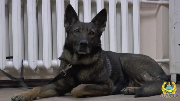 Служебная собака полиции Казахстана по кличке Найтс. Кадр из видео