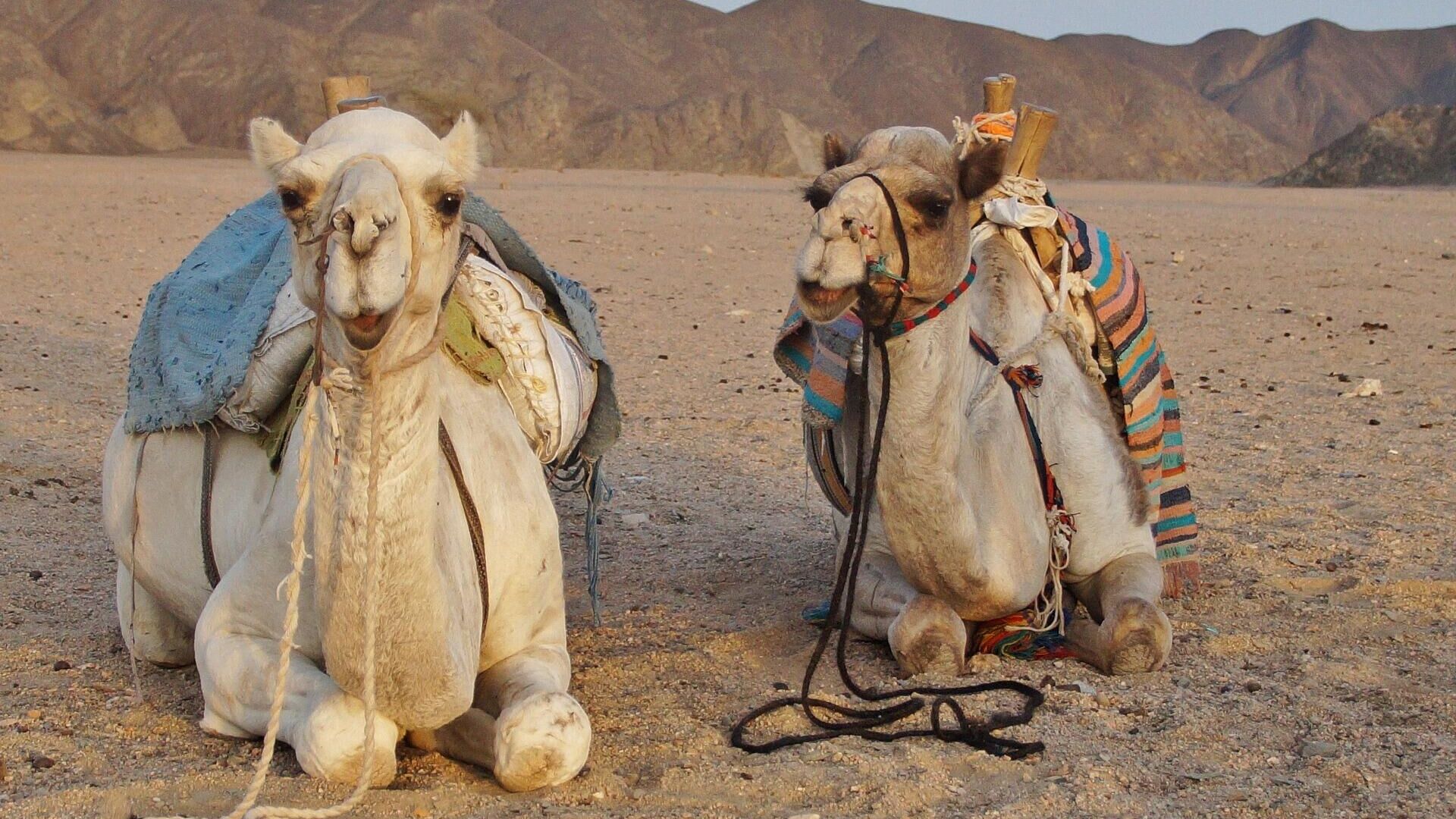 Верблюды в пустыне, Египет  - РИА Новости, 1920, 05.09.2022