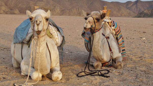 Верблюды в пустыне, Египет 