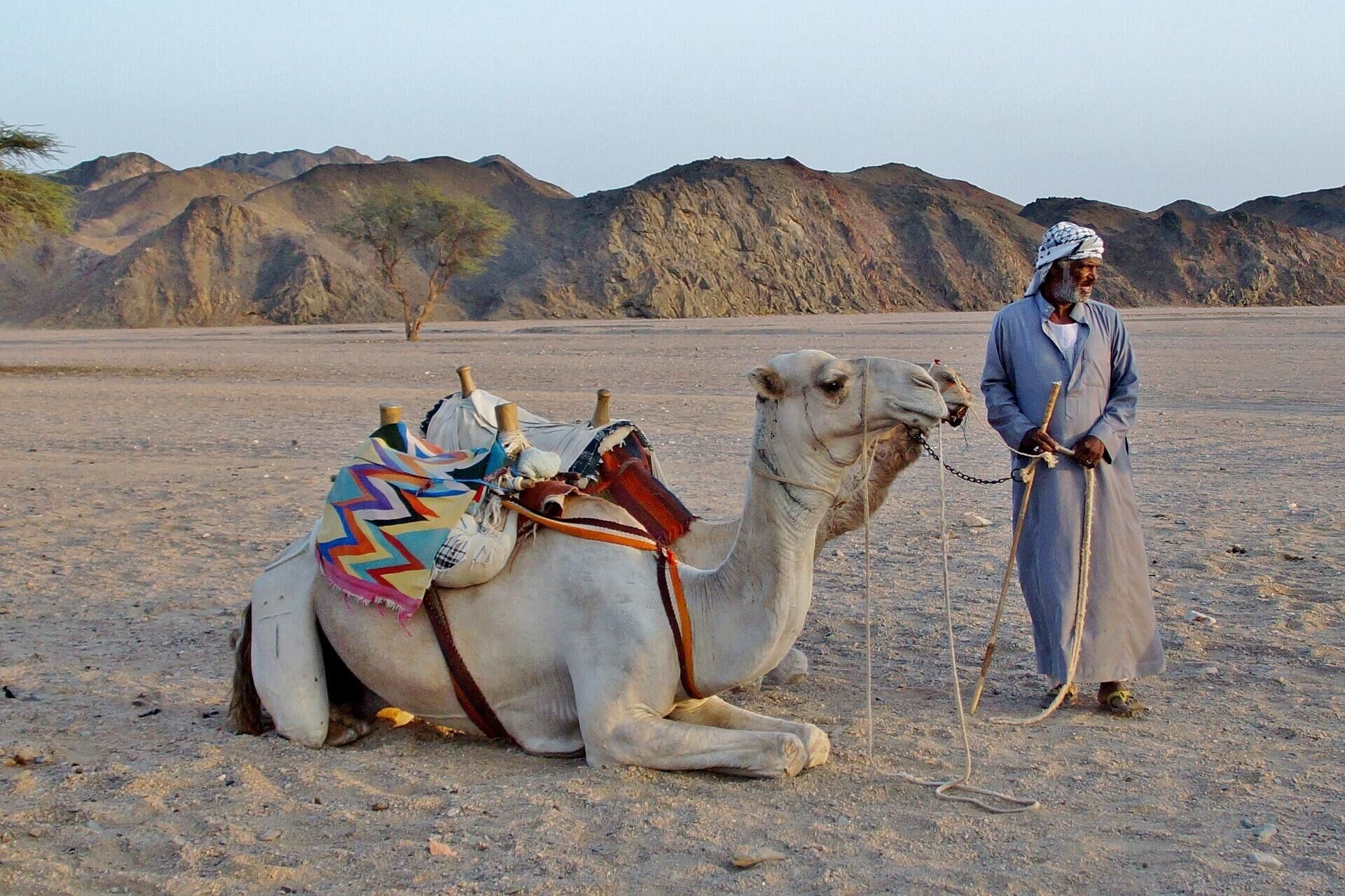 Бедуин с верблюдами в пустыне, Египет - РИА Новости, 1920, 20.01.2022