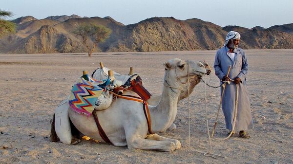 Бедуин с верблюдами в пустыне, Египет