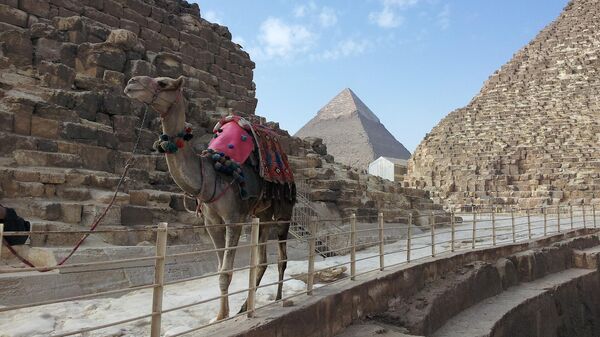 Верблюд в Гизе, Египет