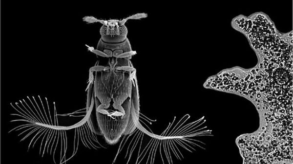 Внешний вид жука-перокрылки Paratuposa placentis и его размеры по сравнению с амебой Amoeba proteus