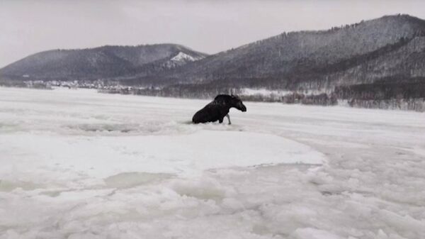 Лосенок, провалившийся под лед на реке Волга в Самарской области