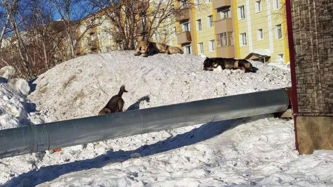 Бездомные собаки в микрорайоне Рыбачий Вилючинского городского округа, Камчатский край - РИА Новости, 1920, 24.01.2022