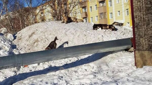 Бездомные собаки в микрорайоне Рыбачий Вилючинского городского округа, Камчатский край