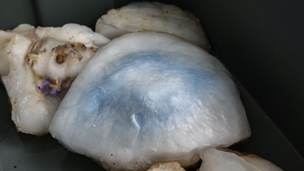 Замороженные медузы Азовского моря, которые будут использованы в исследовании