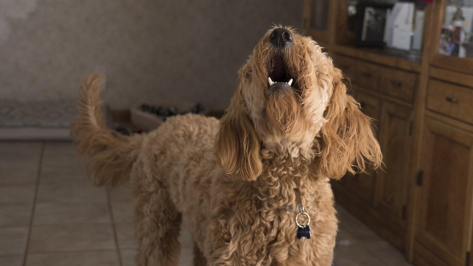 Собака лает Собака лает - РИА Новости, 1920, 06.11.2025