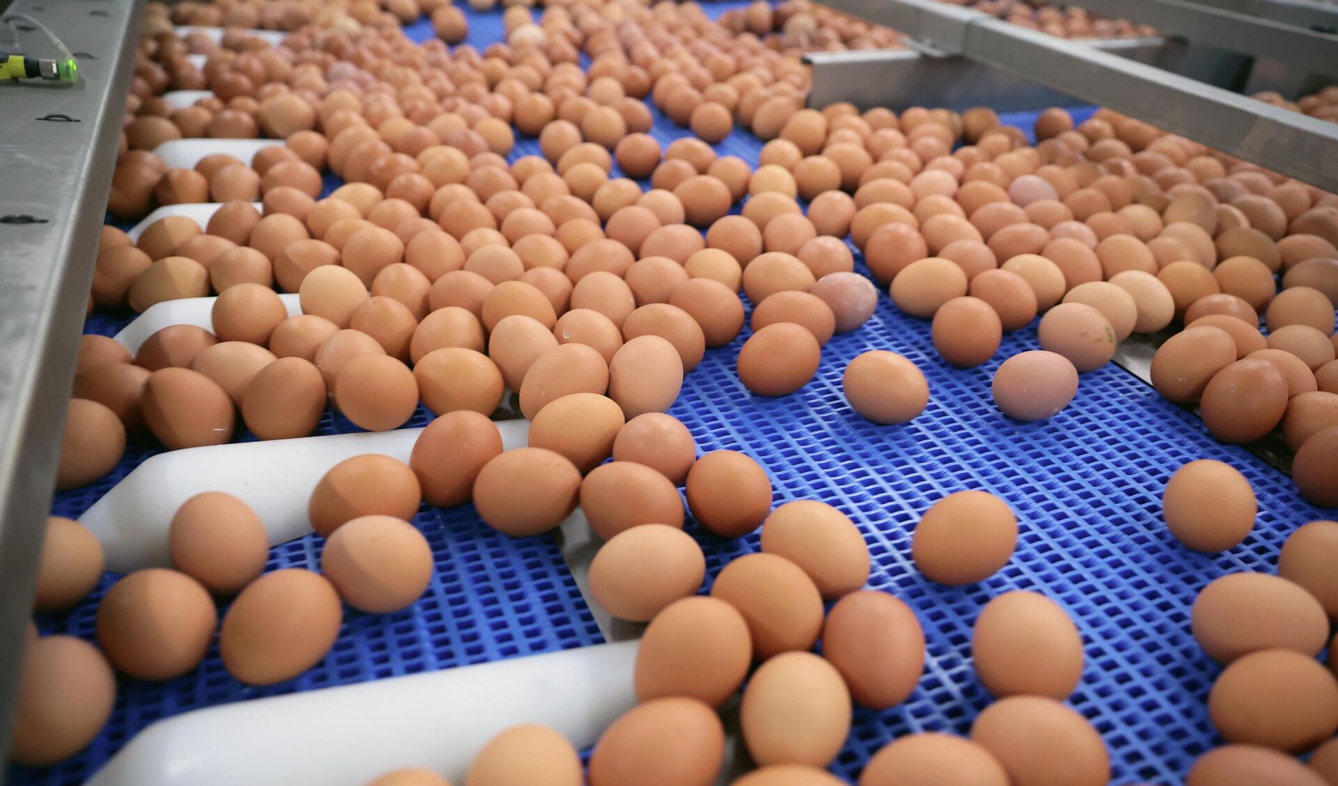 Выеденное яйцо стоит: почему дорожает главный мясной продукт
