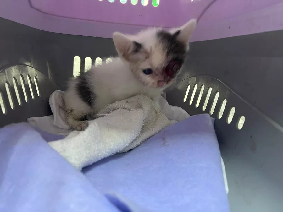 Котенок с травмой глаза