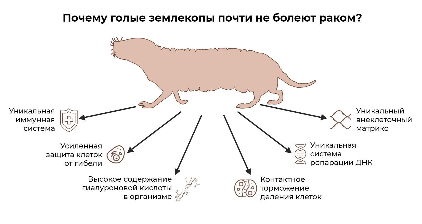 Почему голый землекоп стал одним из главных фаворитов мировой науки