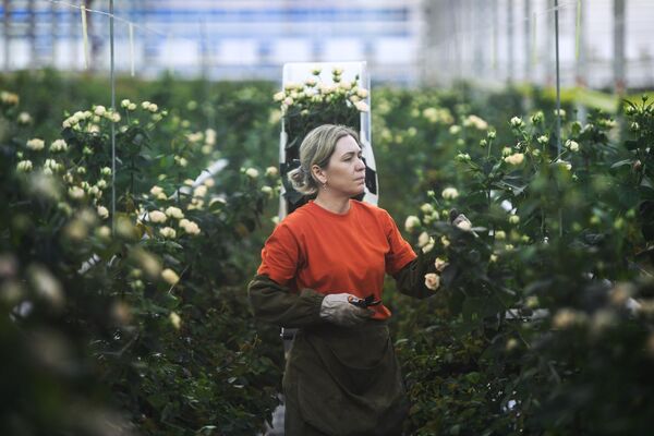 Сотрудница тепличного комплекса Новосибирский работает во время церемонии открытия второй очереди проекта Сибирская роза