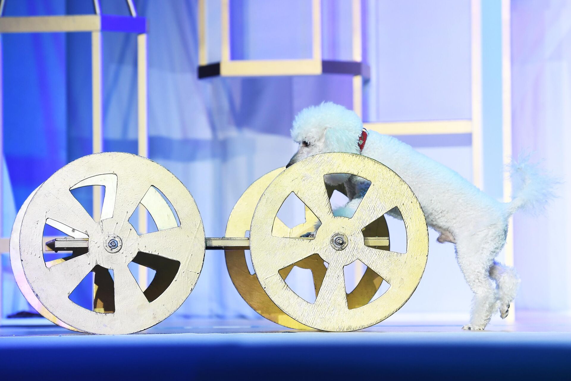 Собака в сцене из спектакля Лебединое озеро, или как прЫнц невесту искал, а коты ему помогали в Театре кошек Куклачева - РИА Новости, 1920, 28.01.2022