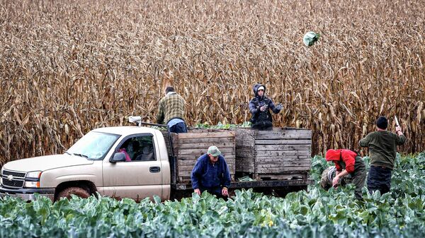 Рабочие собирают цветную капусту на ферме в Фултонхэме, штат Нью-Йорк, США