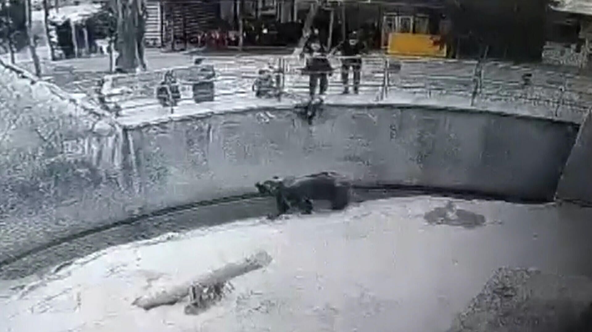 Жительница Ташкента бросила дочь в вольер к медведю в зоопарке - РИА Новости, 1920, 31.01.2022