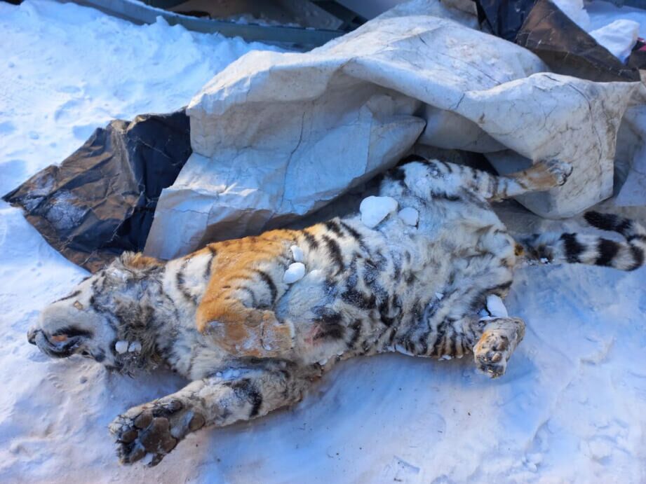 В ходе проведения рейдового мероприятия на территории муниципального района им. Лазо Хабаровского края обнаружили тайник с тушей амурского тигра В ходе проведения рейдового мероприятия на территории муниципального района им. Лазо Хабаровского края обнаружили тайник с тушей амурского тигра - РИА Новости, 1920, 01.02.2022