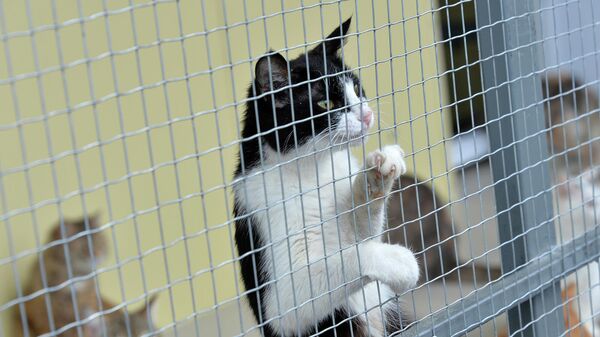 Питомцы в вольере для кошек приюта для бездомных животных