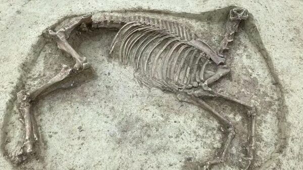 Cкелет обезглавленной лошади обнаружили археологи в городе Книтлинген на юге Германии