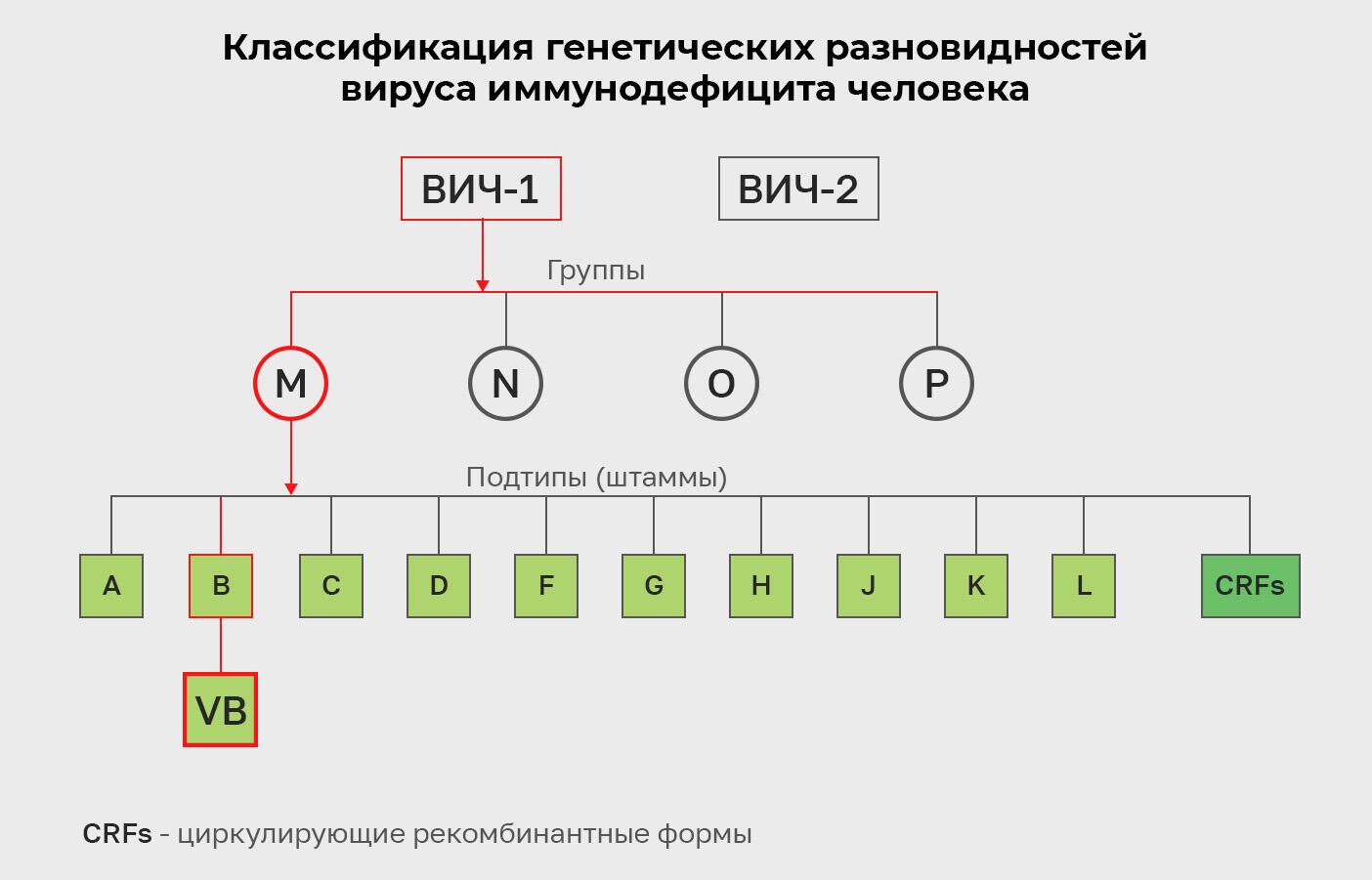 Классификация генетических разновидностей вируса иммунодефицита человека - РИА Новости, 1920, 03.02.2022