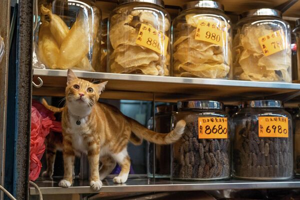  Магазинный кот в магазине сушеных морепродуктов в районе Шеунг Ван в Гонконге 