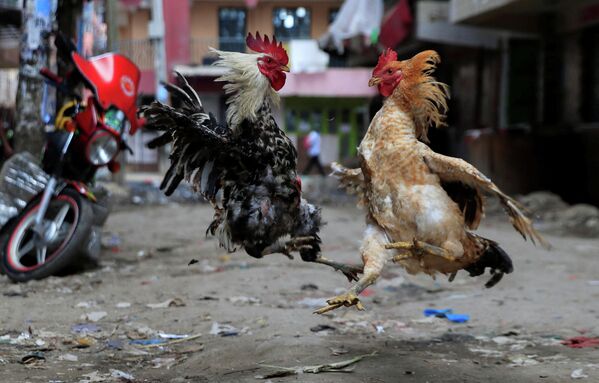 Петушиный бой на улице в Найроби, Кения 