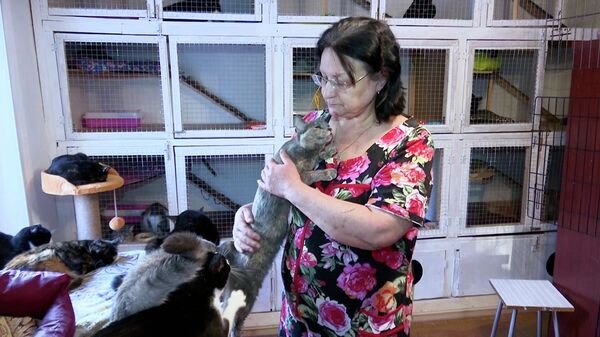 Жительница Новосибирска купила дом для кошек и открыла приют