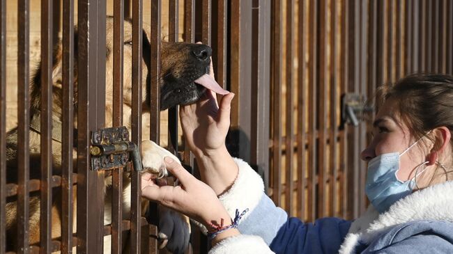 Девушка около собаки в вольере нового приюта для бездомных животных в Подмосковье