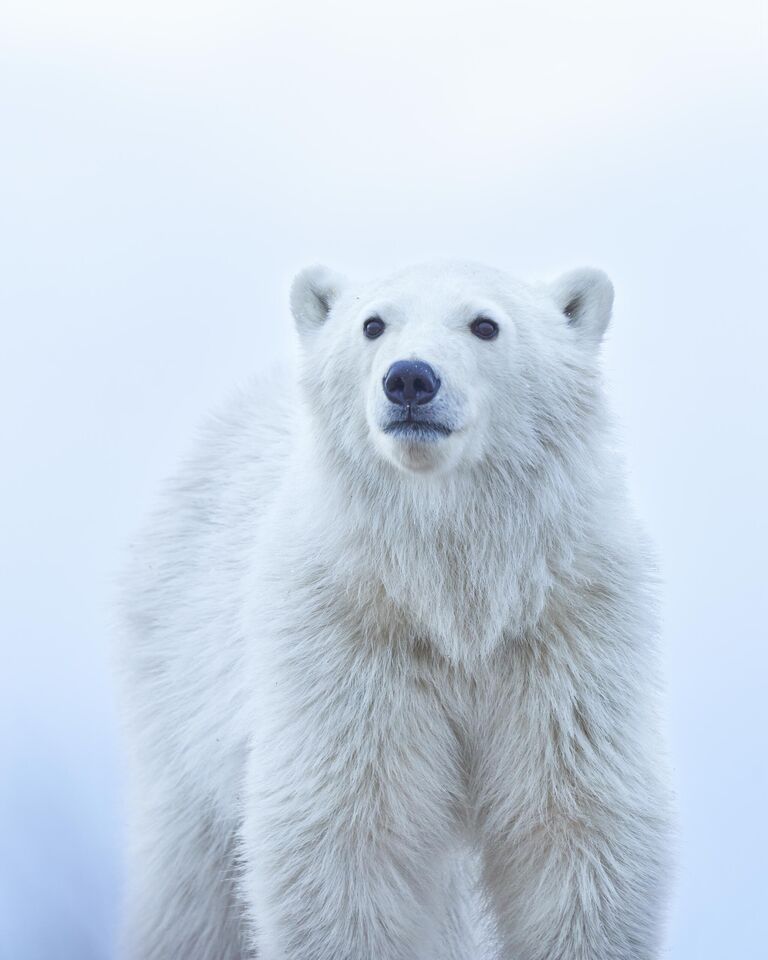 Работа фотографа Jenny Zhao Polar Bear Cub, победившая в номинации National Awards, Natural World & Wildlife фотоконкурса 2022 Sony World Photography Awards