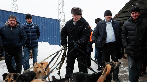 Лидер ЛДПР Владимир Жириновский во время посещения приюта для бездомных собак Красная сосна в Москве