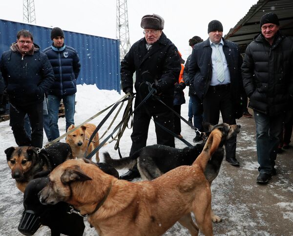 Лидер ЛДПР Владимир Жириновский во время посещения приюта для бездомных собак Красная сосна в Москве