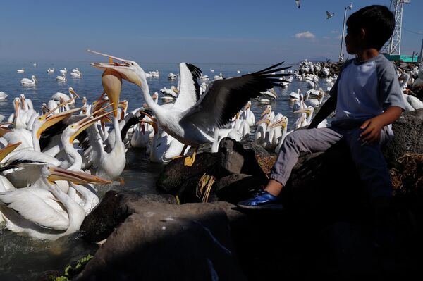 Турист кормит пеликанов в Мексика