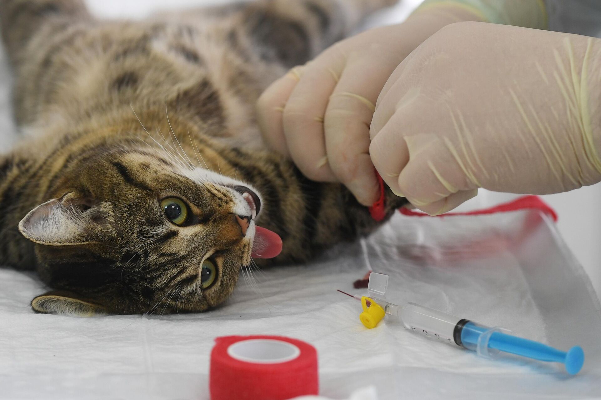 Прививка от бешенства кошке: срок действия, частота вакцинации, правила