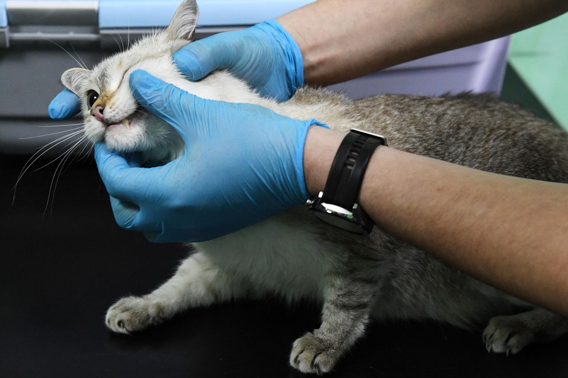 Прививки для кошек и котят: график вакцинации, правила и рекомендации