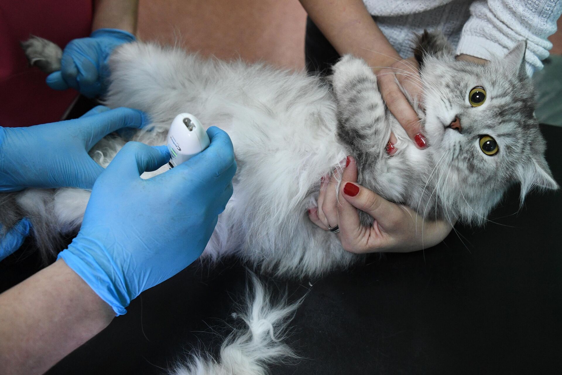 Прививки для кота перед поездкой на дачу: рекомендации ветеринаров