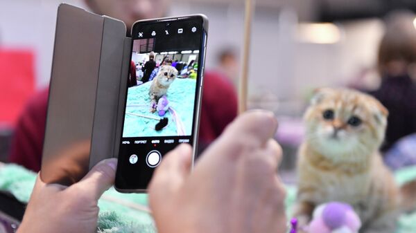 Посетитель выставки КоШарики Шоу в Сокольниках фотографирует на телефон котенка породы скоттиш-фолд