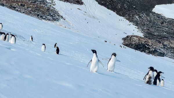Пингвины Адели в Антарктиде