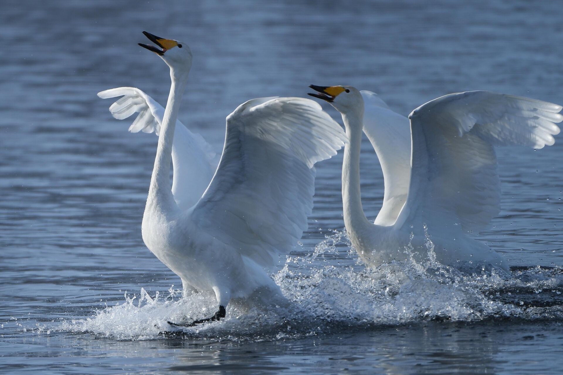Wintering of swans in the Altai Territory Wintering of swans in the Altai Territory - RIA Novosti, 1920, 07.10.2022