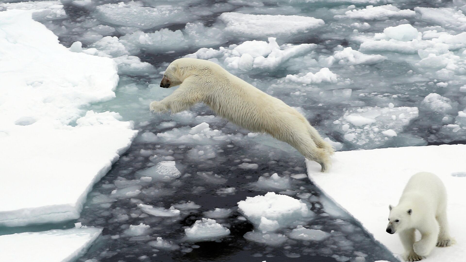 Белый медведь на льдине в Северном Ледовитом океане - РИА Новости, 1920, 22.08.2022