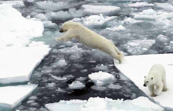 Белый медведь на льдине в Северном ледовитом океане