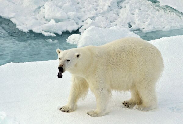 Белый медведь на льдине в Северном ледовитом океане