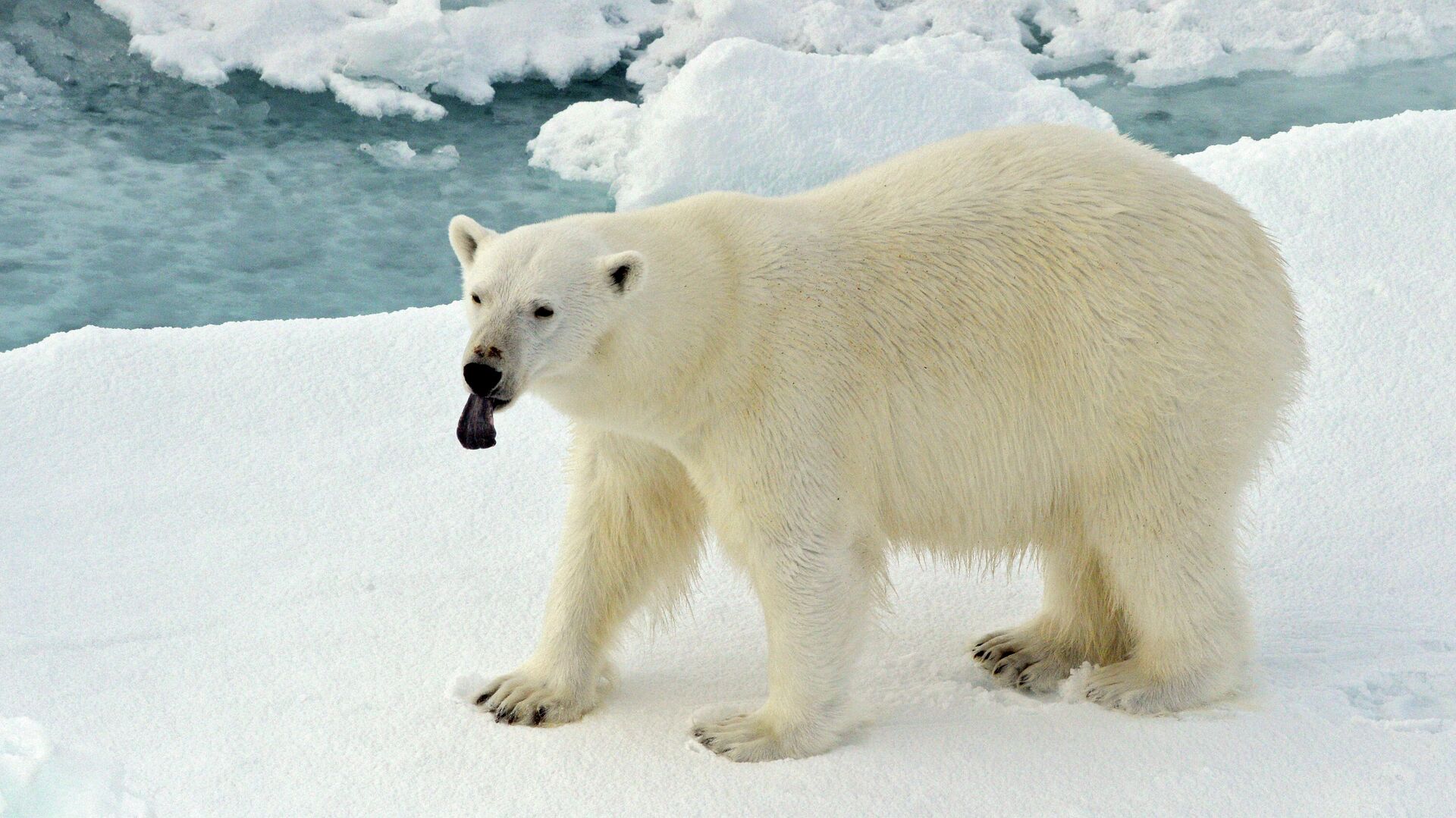 Белый медведь на льдине в Северном ледовитом океане - РИА Новости, 1920, 21.07.2022