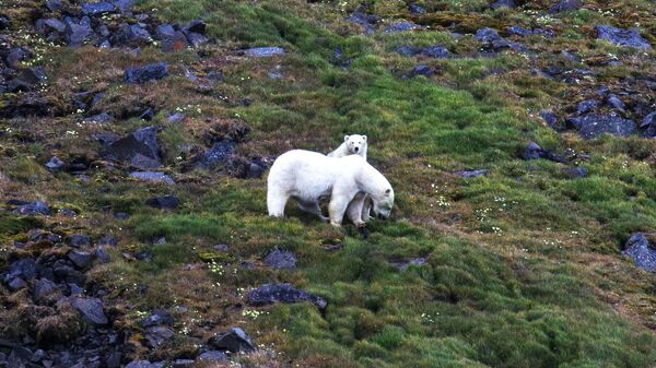 Самка белого медведя с медвежонком на острове Гукера в составе архипелага Земля Франца-Иосифа
