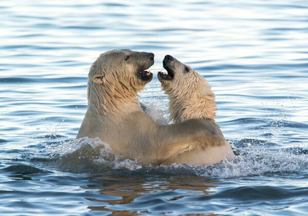 Белые медведи играют в Чукотском море
