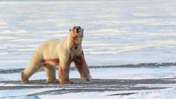 Белый медведь на побережье Восточно-Сибирского моря