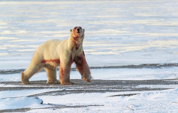 Белый медведь на побережье Восточно-Сибирского моря