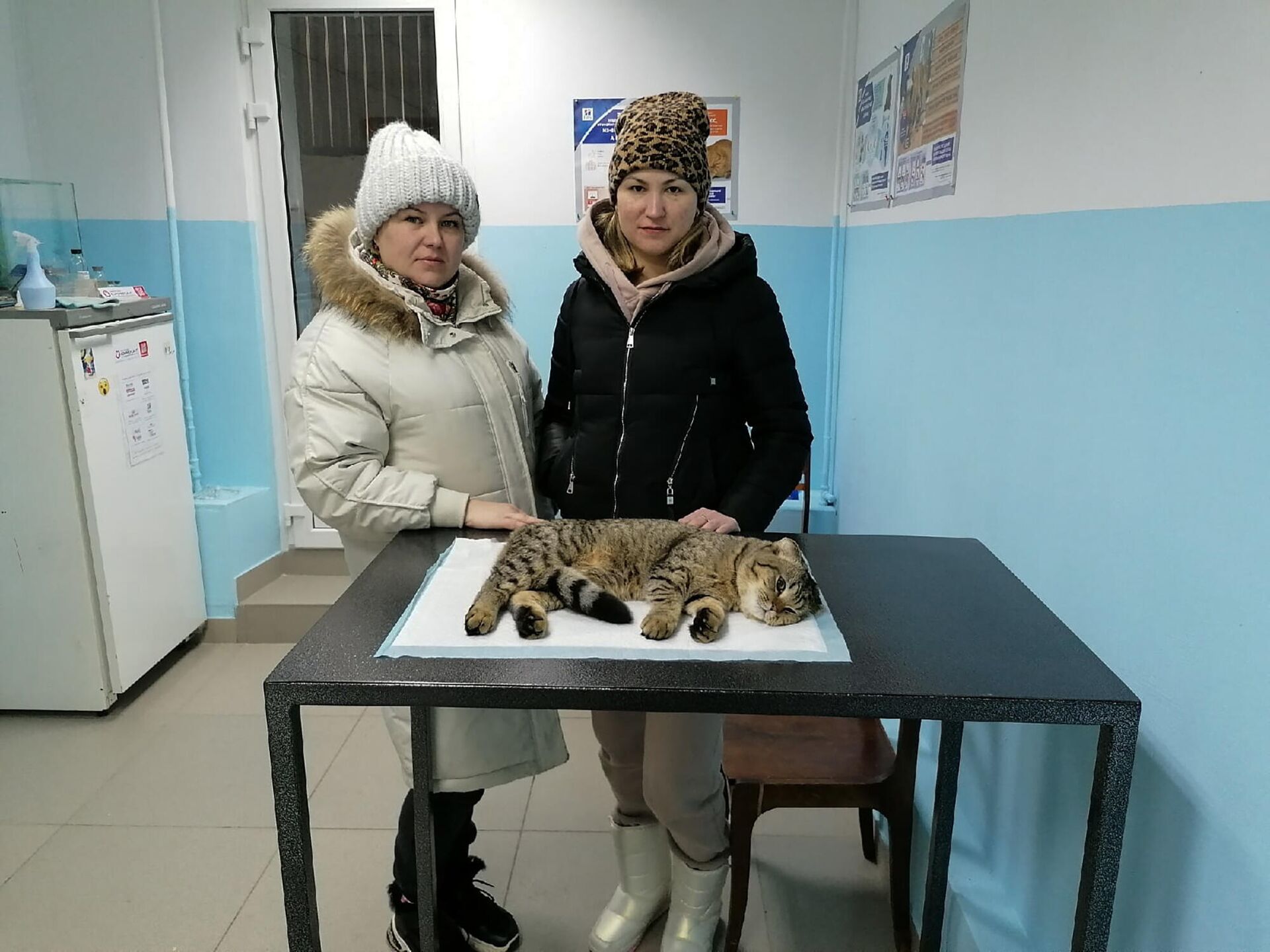 Хозяева привезли кошку на кастрацию в SpayDay - РИА Новости, 1920, 14.02.2022