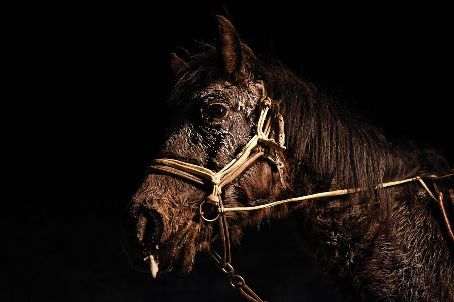 Лошадь с заиндевевшей гривой в Кызыле