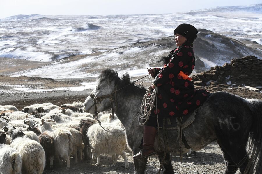 Чабан-тысячница Маруся Александровна Чамзы на высокогорной чабанской стоянке в местечке Кара-Бельдыр