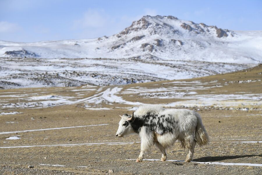 Як на высокогорном пастбище в Монгун-Тайгинском кожууне Республики Тыва